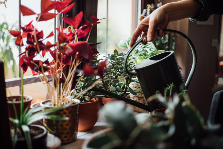 6 Houseplants That Are Easy To Keep Alive   6 Best Indoor Houseplants 